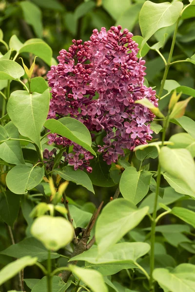 Bela flor lilás roxo na primavera — Fotografia de Stock