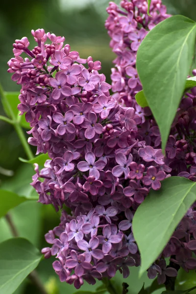 Belle floraison lilas violet au printemps — Photo