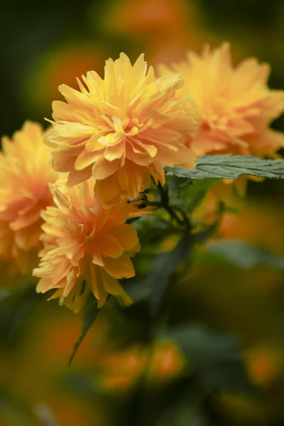 Lindas flores amarelas no jardim — Fotografia de Stock