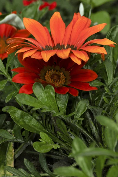 Rozkvetlé květiny v okrasné zahradě — Stock fotografie