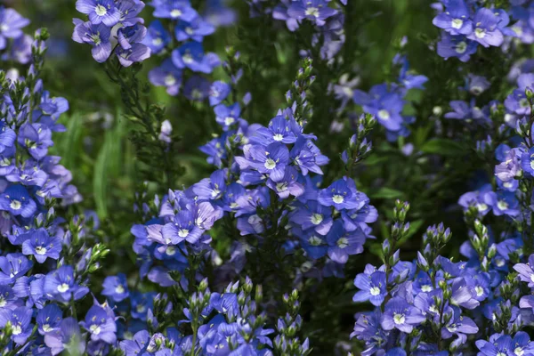 Blommande blomma i prydnads trädgård — Stockfoto