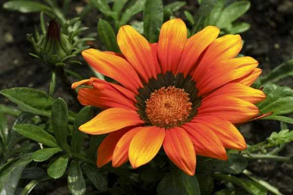 Flor florescente no jardim ornamental — Fotografia de Stock