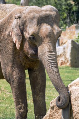 güzel küçük fil Hayvanat Bahçesi