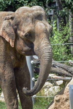 güzel küçük fil Hayvanat Bahçesi