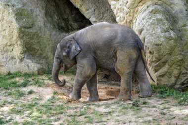 güzel küçük fil Hayvanat Bahçesi