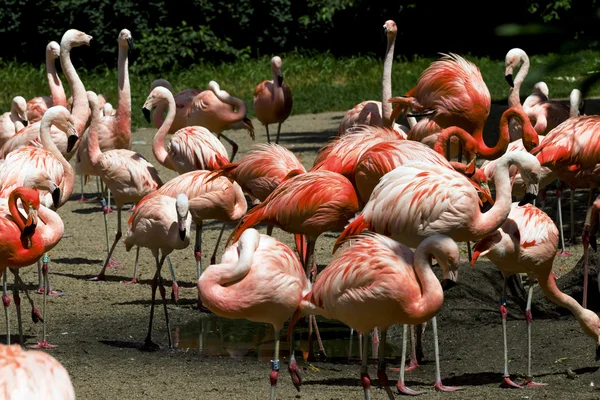 Farbige Flamingos auf dem Wasser — Stockfoto