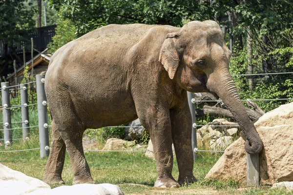 Bonito elefante en el zoológico — Foto de Stock