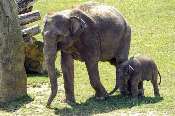Joli petit éléphant dans le zoo — Photo