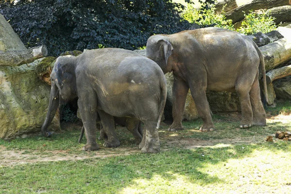 Joli petit éléphant dans le zoo — Photo