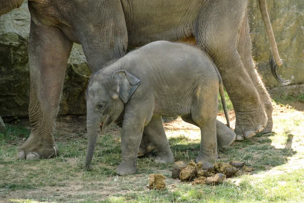 Милый маленький слон в зоопарке — стоковое фото