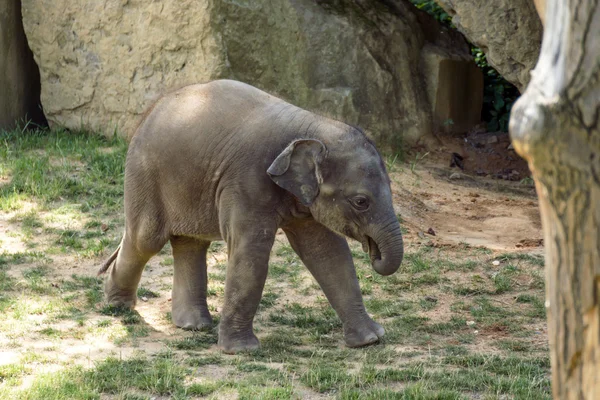 Bonito elefante en el zoológico — Foto de Stock