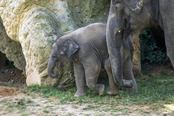 Joli petit éléphant dans le zoo — Photo