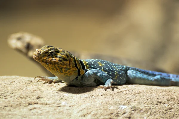 Kleine farbige Eidechse auf Sand — Stockfoto