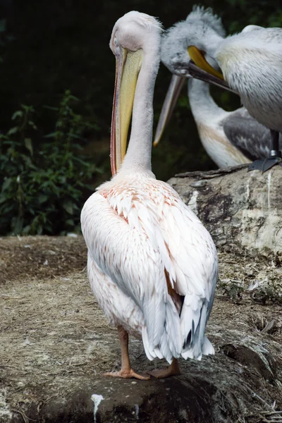 Pelícano en el zoológico cerca del agua —  Fotos de Stock