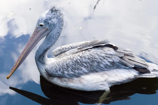 Pelikan w zoo w pobliżu wody — Zdjęcie stockowe