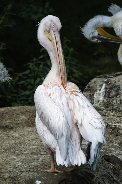 Pelikan im Zoo in Wassernähe — Stockfoto