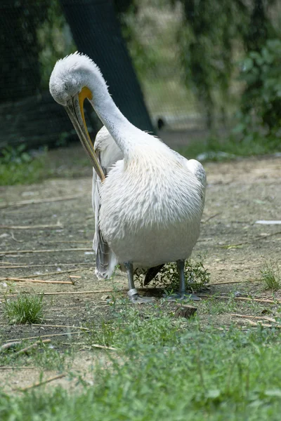 Pelikan w zoo w pobliżu wody — Zdjęcie stockowe