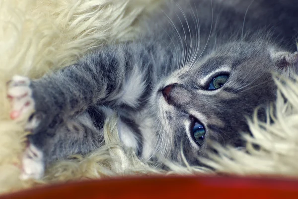 Cute little cat sleeping on fur — Stock Photo, Image