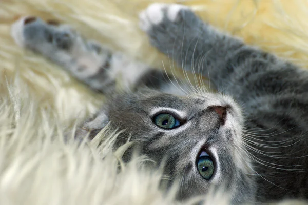 cute little cat sleeping on fur