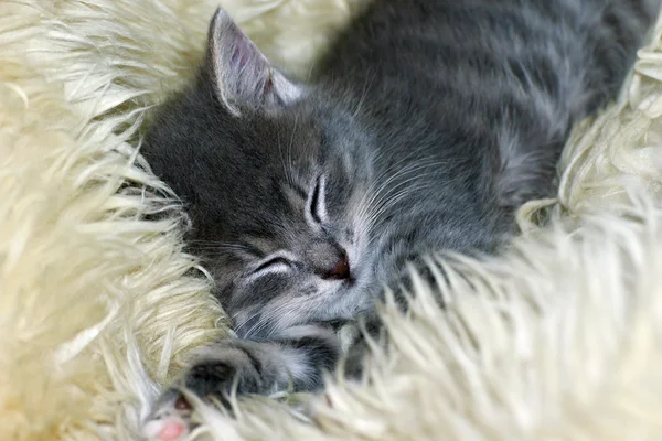睡在皮毛上的可爱小猫 — 图库照片