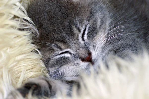 Şirin küçük kedi kürk üzerinde uyuyor — Stok fotoğraf