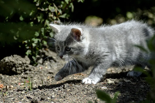 Malá kočka na lovu v přírodě — Stock fotografie