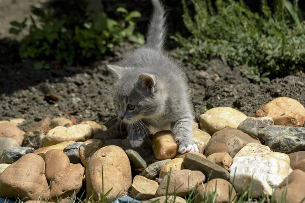 Malá kočka na lovu v přírodě — Stock fotografie