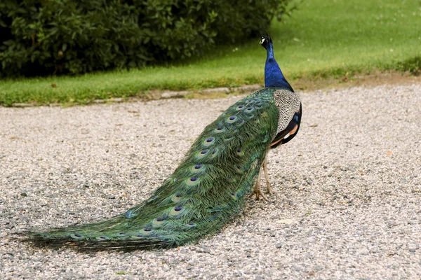 Hermosos pavos reales paseando por el parque — Foto de Stock