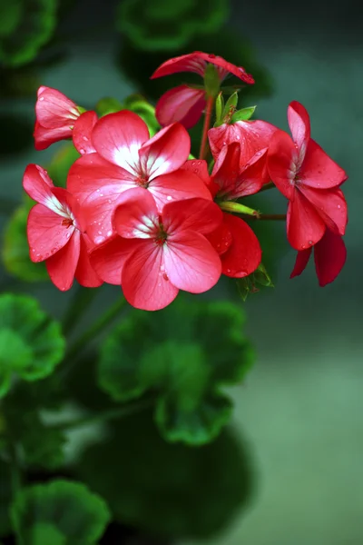 Красивый цветок в парке — стоковое фото