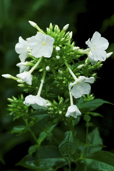 Beautiful flower in the park — Stock Photo, Image