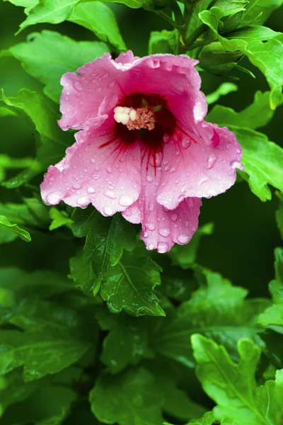 Mooie bloem in het park — Stockfoto