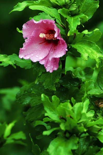 Mooie bloem in het park — Stockfoto