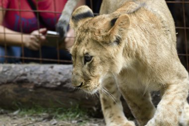 Bahçe içinde güzel küçük aslan