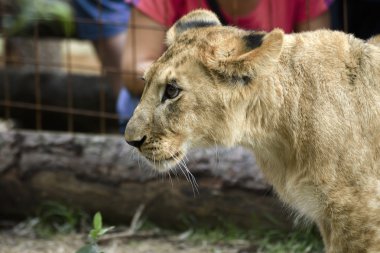 Bahçe içinde güzel küçük aslan