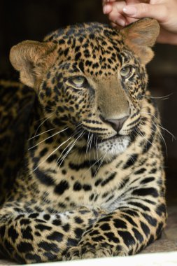 parkta genç güzel leopar