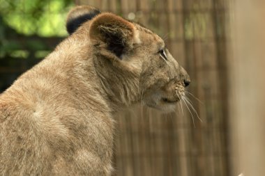 Bahçe içinde güzel küçük aslan