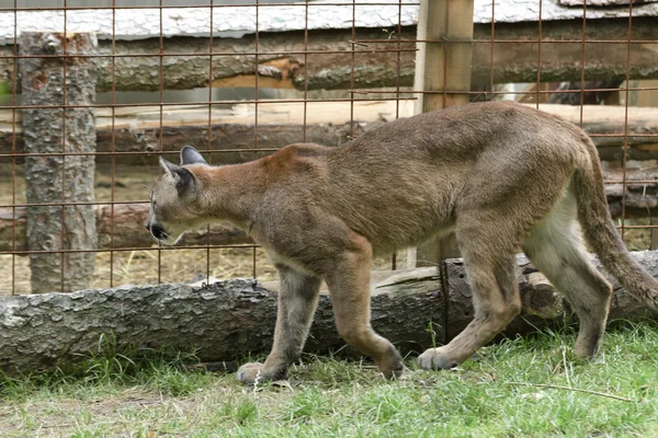 Fiatal cougar a parkban — Stock Fotó