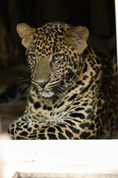 Joven hermosa leopardo en el parque — Foto de Stock
