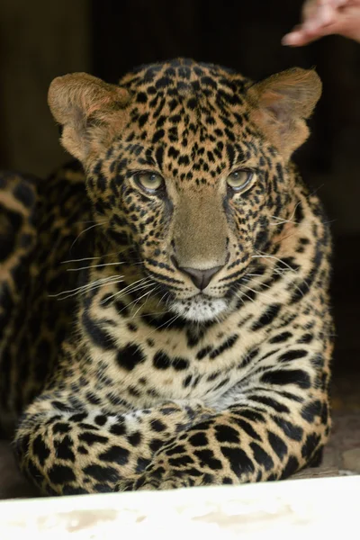 Junge schöne Leoparden im Park — Stockfoto