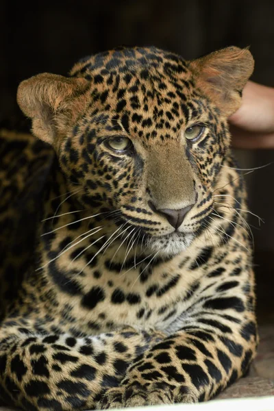 Jovem leopardo bonito no parque — Fotografia de Stock