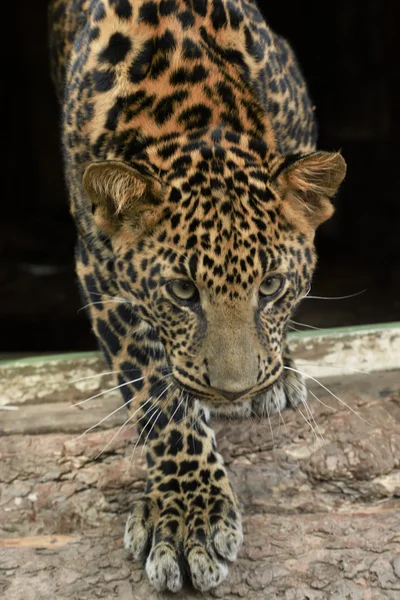 Junge schöne Leoparden im Park — Stockfoto