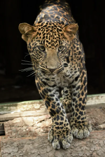 Joven hermosa leopardo en el parque — Foto de Stock