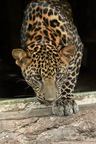 Jovem leopardo bonito no parque — Fotografia de Stock