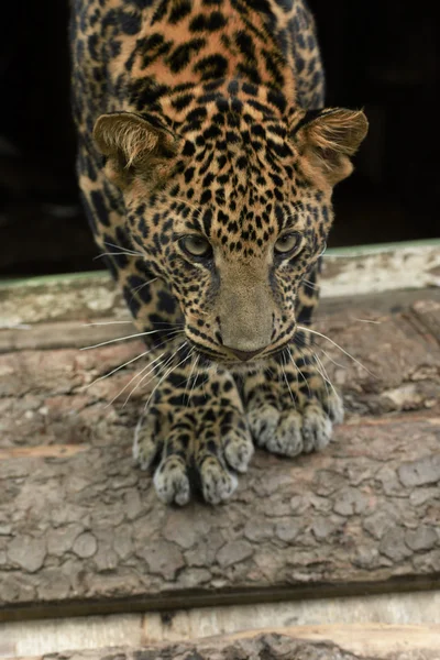 Junge schöne Leoparden im Park — Stockfoto