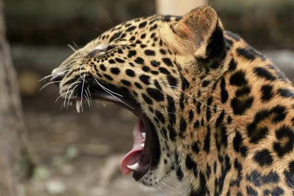 parkta genç güzel leopar