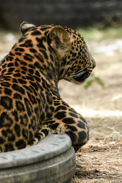 Jonge mooie Luipaard in het park — Stockfoto