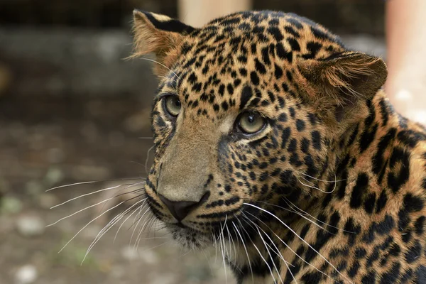 Młody piękny leopard w parku — Zdjęcie stockowe