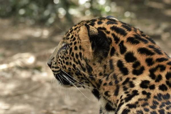 Junge schöne Leoparden im Park — Stockfoto