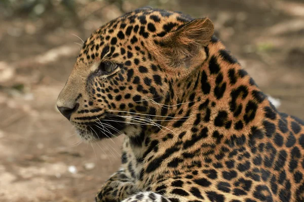 Junge schöne Leoparden im Park — Stockfoto