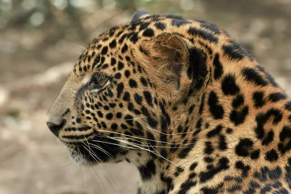 Junge schöne Leoparden im Park — Stockfoto